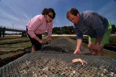 Jean-Michel and Maria Douet, young oyster farmers, are under pressure of the sanitary authorities © Philippe Henry / OCEAN71 Magazine