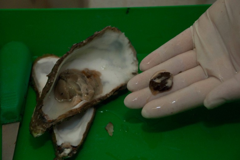 Les hépatopancréas de 2,5 kg d'huîtres sont extraits, broyés, centrifugés et desséchés avant d'être dilués dans de l'eau et être injectés aux souris © Philippe Henry / OCEAN71 Magazine