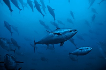 En 2010, l'Union européenne et Monaco ont essayé d'inscrire le thon rouge sur la liste des espèces en voie de disparition © Philippe Henry / OCEAN71 Magazine