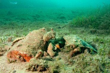 Au fil de nos plongées, nous découvrons des restes archéologiques, enfouis dans le sable dans des profondeurs très faibles © Philippe Henry / OCEAN71 Magazine