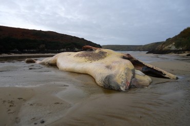 Le corps sans vie de plus de 30 tonnes du rorqual découvert sur la côte sud de Belle-ile le matin du 30 tonnes © Stéphane Pollard / OCEAN71 Magazine