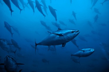 The bluefin tuna in the Mediterranean sea near Malta in 2010 © Philippe Henry / OCEAN71 Magazine
