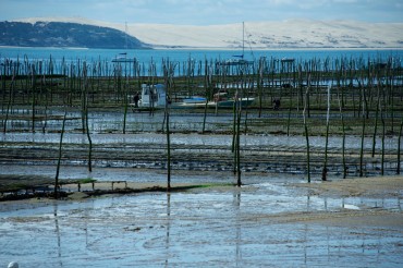 Oyter beds at low tide, © Philippe Henry / OCEAN 71 Magazine, 2013