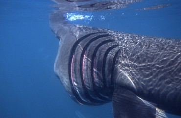 A basking shark near the surface ©  R. Herbert / APECS