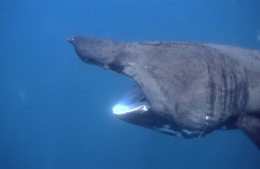A basking shark near the surface ©  R. Herbert / APECS
