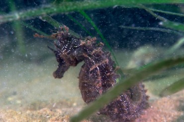 A long-snouted seahorse (hippocampus guttulatus). These fish live in the Zostera beds where they find their food © Philippe Henry / OCEAN71 Magazine