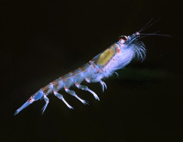 The kril is a small shrimp looking crustacean that constitutes the food basis of most of the Antarctic animals © Wikipedia