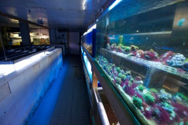 On either sides, multicolour aquariums surround us © Philippe Henry / OCEAN71 Magazine