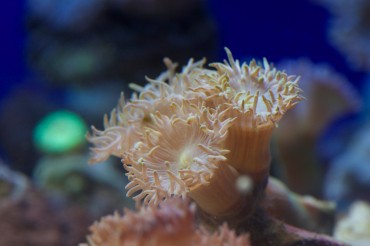 Ducanopsammia Axifuga - Whisker Coral. The common colours are green or blue-grey. This species is relatively rare © Philippe Henry / OCEAN71 Magazine