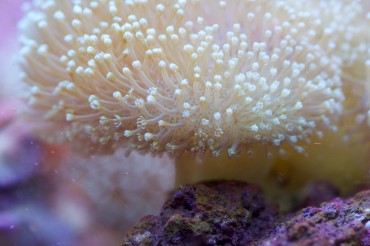 Sarcophyton sp / Corail cuir/ Le plus célèbre des coraux mous, appelé « sarco » chez les récifalistes. Corail à croissance rapide. Idéal pour les aquariophiles débutants. © Philippe Henry / OCEAN71 Magazine