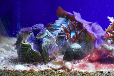 A clam (Tridacna Maxima) next to a Seriatopora Hystrix (Needle Coral) cutting. The image is blurred because of parasites in the water (aptasia). © Philippe Henry / OCEAN71 Magazine