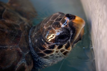 The sick turtle waits for its surgery, just like all the others at the Lampedusa center © Philippe Henry / OCEAN71 Magazine