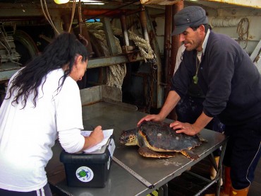 Un pêcheur sicilien apporte à Daniela Freggi une tortue qu'il a capturé dans ses filets. Cette tortue a du fil nylon qui lui sort de la bouche. Elle sera opérée dans les jours qui suivent. © DR
