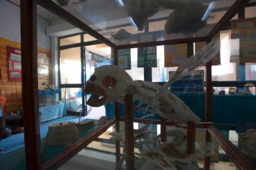 A turtle's skeleton has been reassembled and put in display at the centre to better understand the animal's anatomy © Philippe Henry / OCEAN71 Magazine