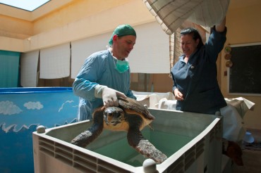 The turtle will stay several days under observation in the tanks at the centre. Daniela administers antibiotics and verifies that the air that got captured in the turtle intestine has disappeared so that it will again be able to dive © Philippe Henry / OCEAN71 Magazine