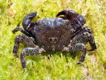 Pachygrapsus Marmoratus © Murielle Tourenne/ Doris ffessm.fr