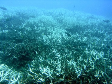 Un récif est mort suite au blanchiment de son corail © Wikipedia