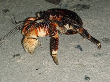 Le crabe de cocotier (birgus latro) porte ce nom car il est capable de monter sur les arbres et de percer des noix de coco pour se nourrir. Cela ne l'empêche pas d'être gravement menacé. L'espèce est maintenant protégée et s'est réfugiée sur de nombreuses îles de l'archipel des Chagos. © Michael Barzam