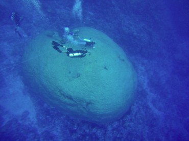 The circumference of "Fale Bommie" has been measured : it reaches 41 meters long © Sophie Ansel / OCEAN71 Magazine