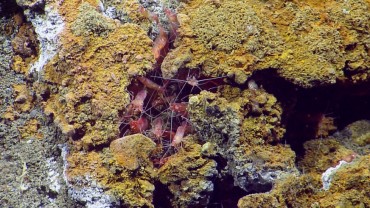 La vie, comme ici de petites crevettes, s'est installée sur les flancs du Kick'em Jenny © Ocean Explorer Trust