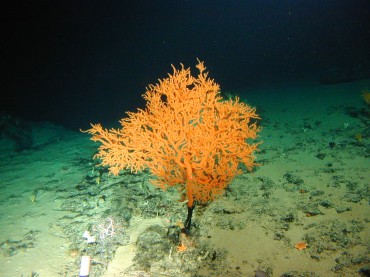 Un corail noir découvert au large d'Hawaï © NOAA