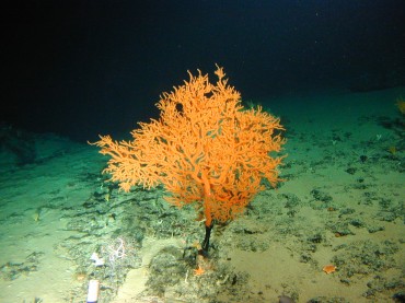 A black coral found offshore Hawaï © NOAA