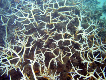 A small portion of Airport reef when bleaching occurs © Doug Fenner 