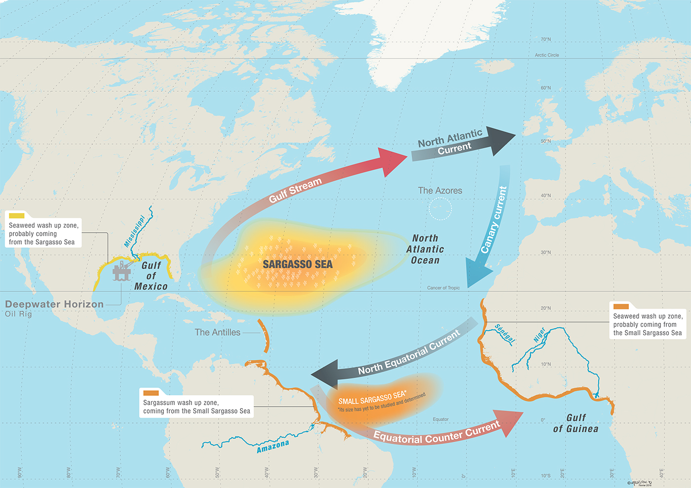 A Sea like none other - The Sargasso Conquest - Ecology - Magazine's