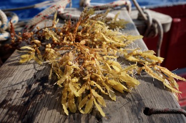 A handful of sargassum on board for examination. The little "fruits" are in fact bladders of gaz that allow the seaweed to float © Laetitia Maltese / OCEAN71 Magazine