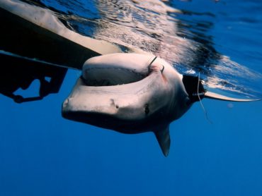 A tiger shark is kept on its back after being caught, so that a tracker can be inserted in its belly. © Estelle Crochelet - IRD-Program CHARC