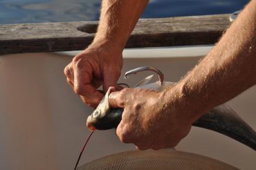 Sur le bateau de pêche, les gestes sont précis. Christophe Perry appâte les hameçons d'une smart drumline pour la nuit © Andy Guinand / OCEAN71 Magazine