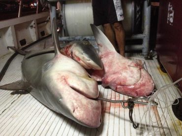 Trois requins bouledogue de tailles différentes ont été pêchés au moyen d'une palangre hydraulique de fonds, un système très performant pour attraper l'animal farouche © Thierry Gazzo / WEST