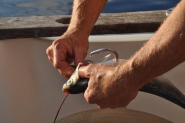 Skillful hands are at work on the Cap Requins boat. A smart-drumline is being baited for the night © Andy Guinand / OCEAN71 Magazine