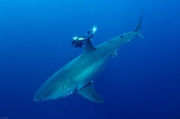 François Sarano has been diving with the largest predators of the oceans. Here with a healthy specimen of Great White Shark © Aldo Ferrucci