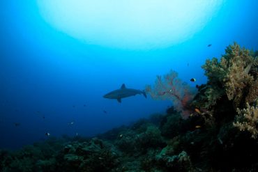 Un requin nage dans les eaux Réunionnaises © Eric Hoarau 